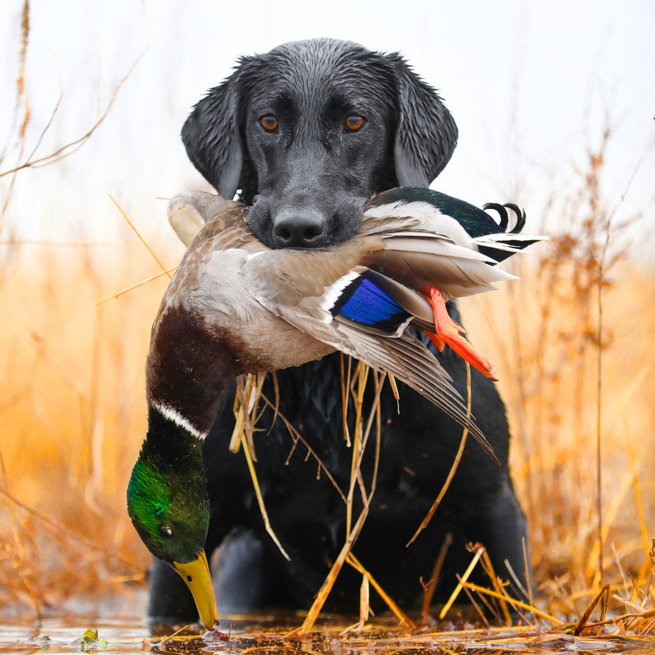 Garmin Sport PRO Dog Training Bundle