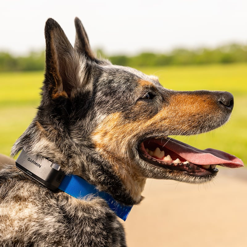 Garmin Alpha LTE Dog Tracking Device